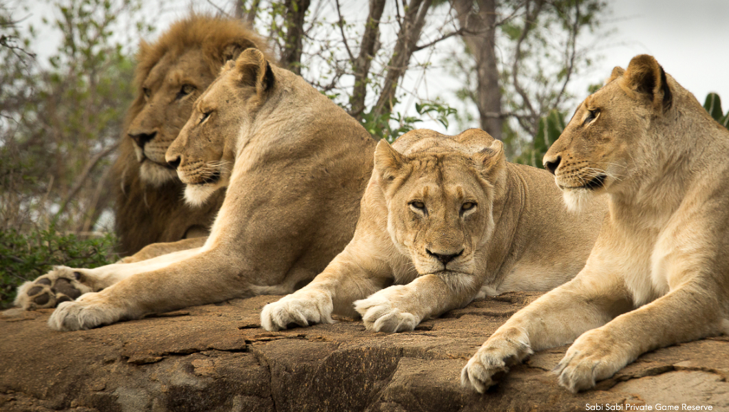 Lion-Sabi Sabi